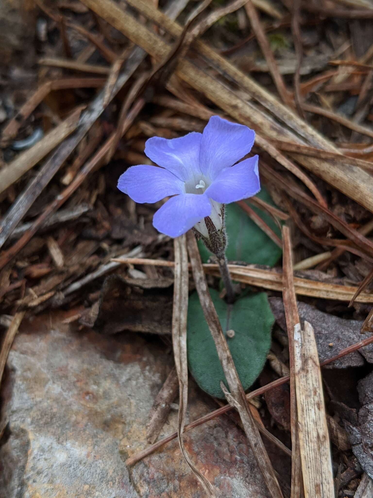 Brunoniella acaulis (R. Br.) Bremek.的圖片