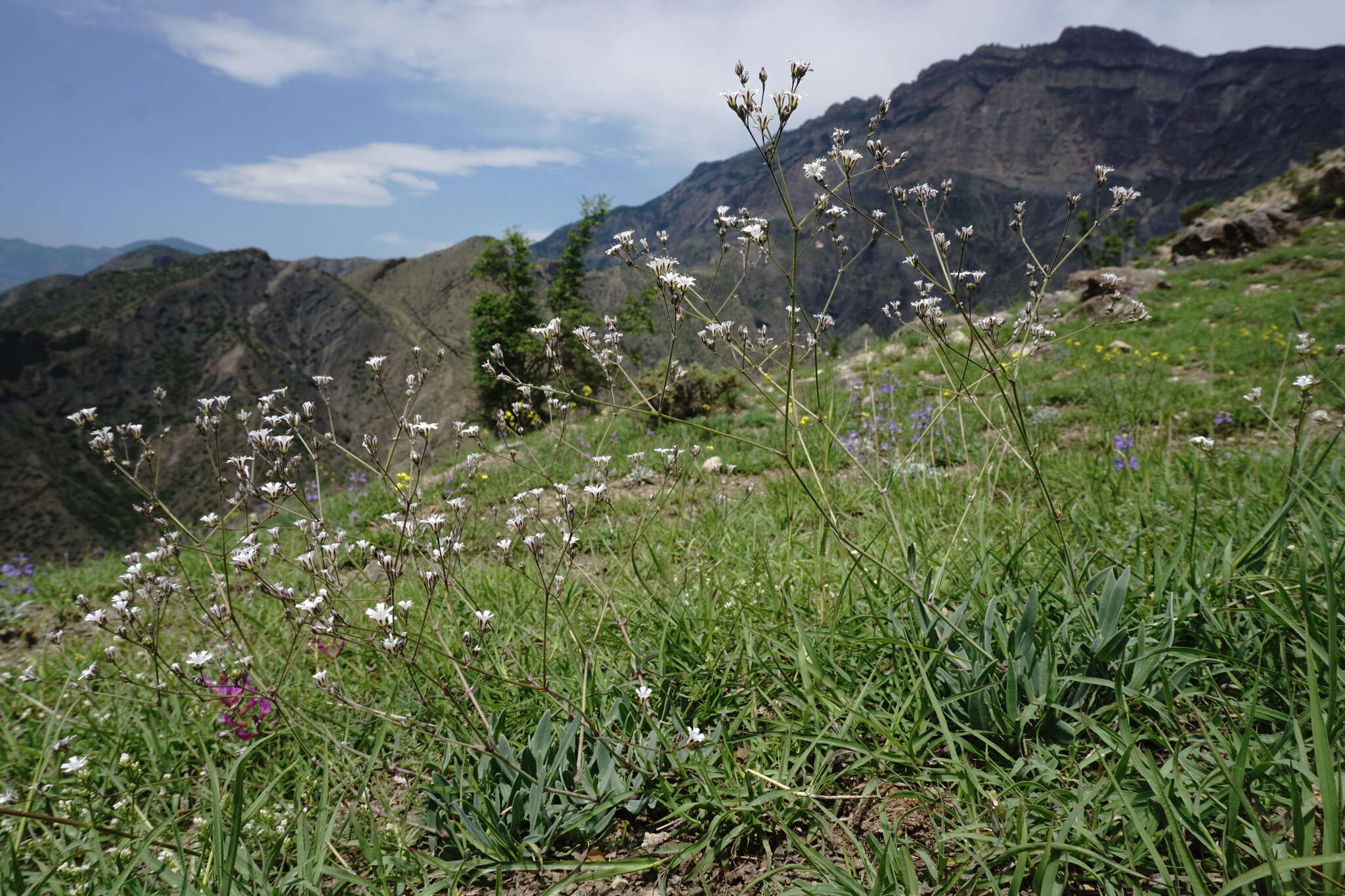 Plancia ëd Gypsophila acutifolia Fisch.