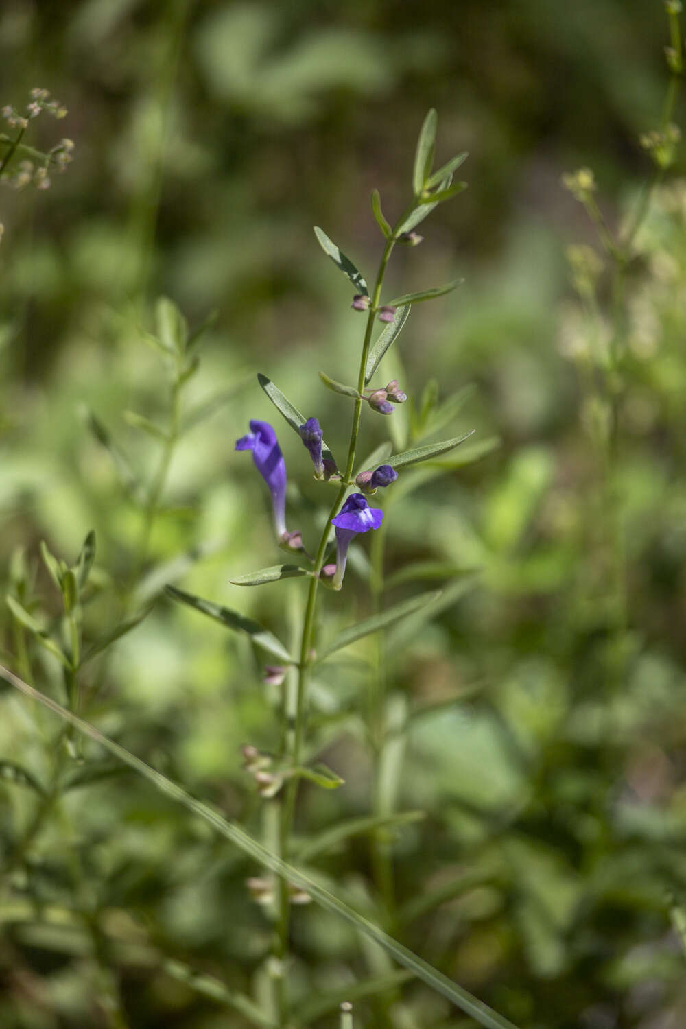 Image of Gray-Leaf Skullcap