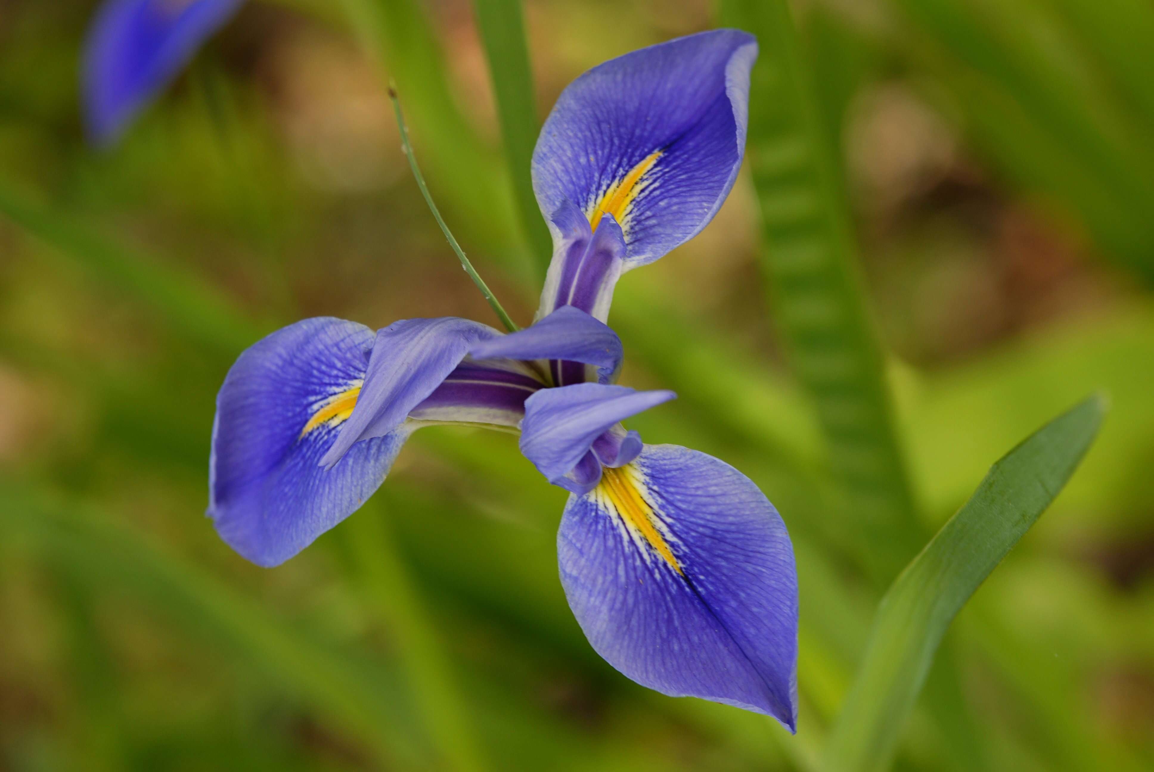 Image of Virginia iris