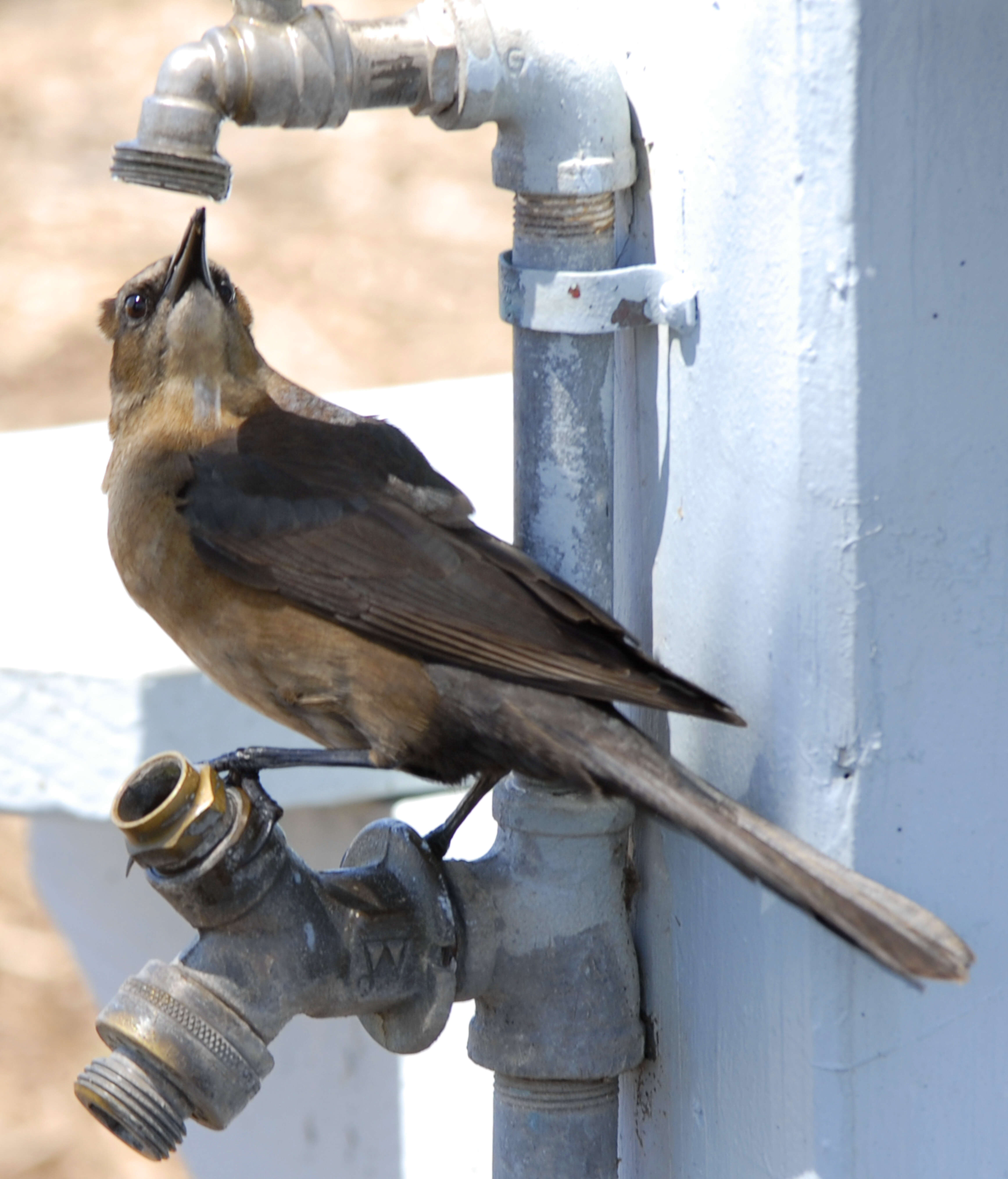 Image of Boat-tailed Grackle