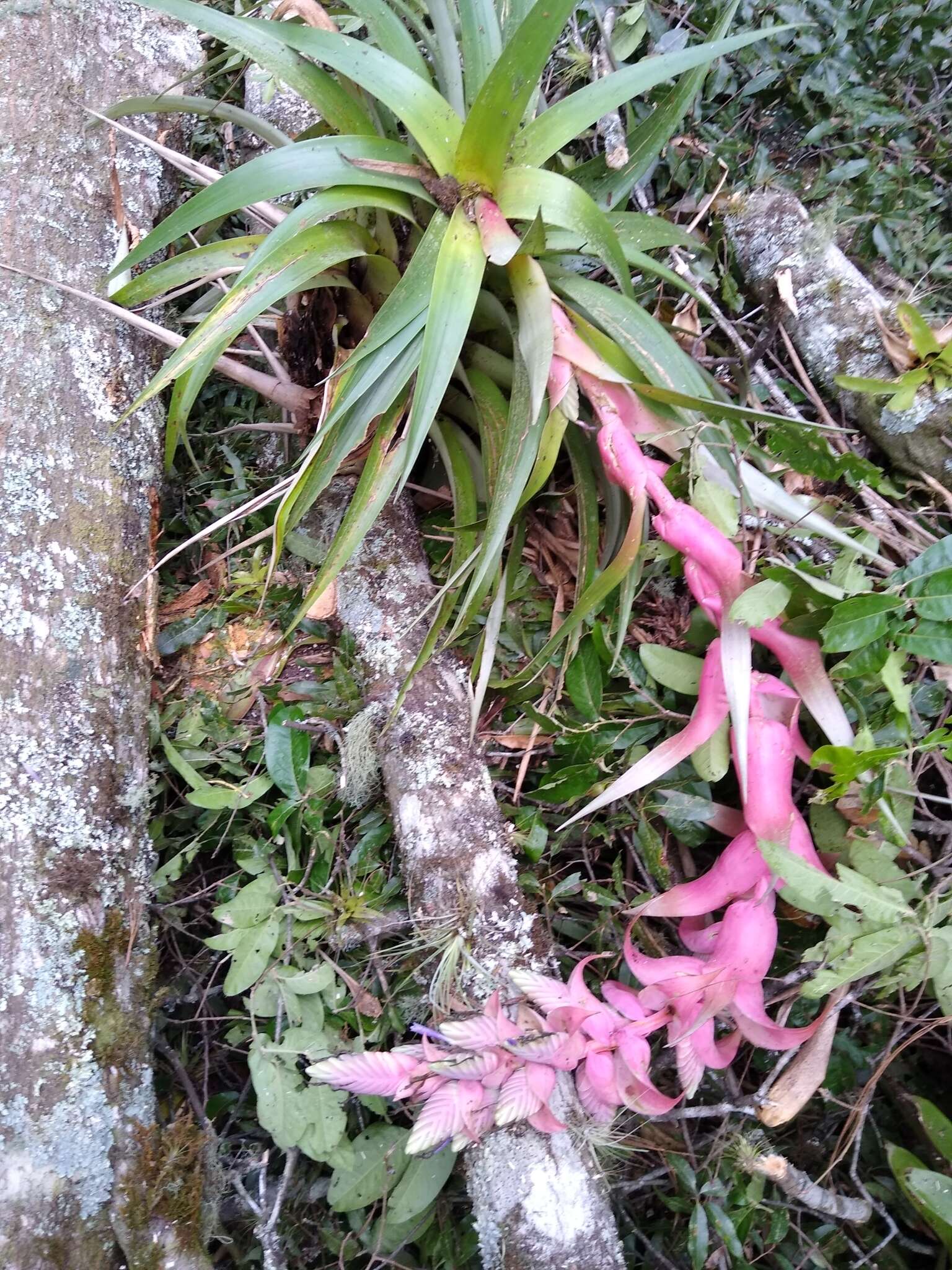 Imagem de Tillandsia eizii L. B. Sm.