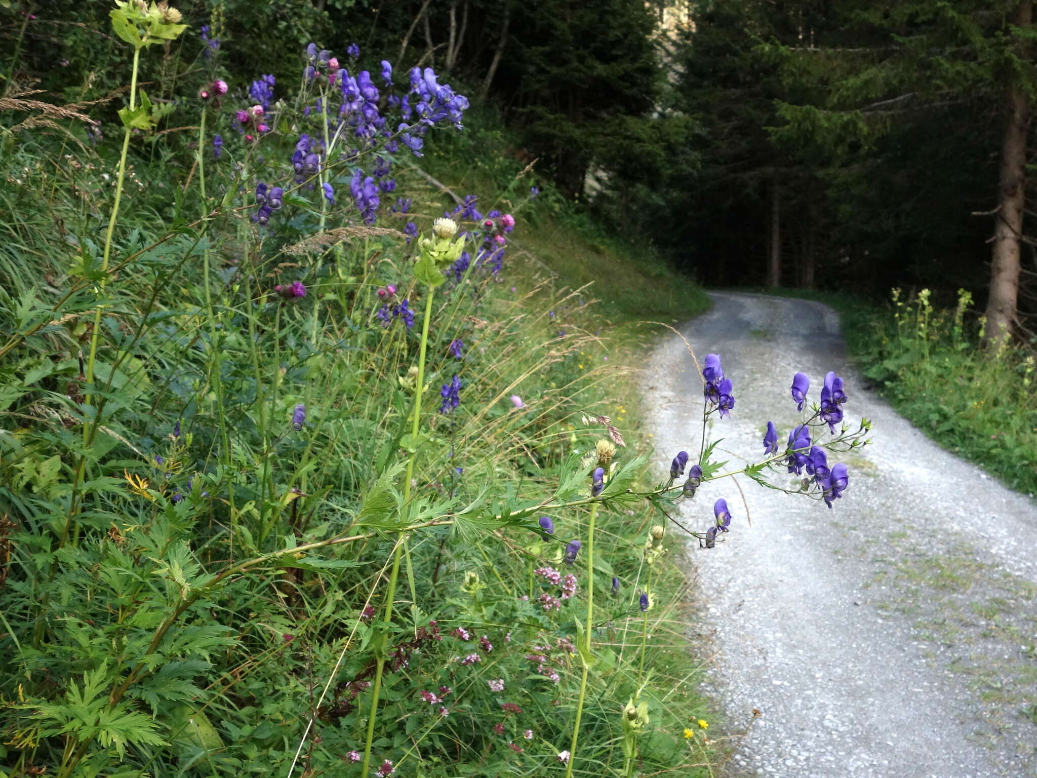 Слика од Aconitum degenii Gayer