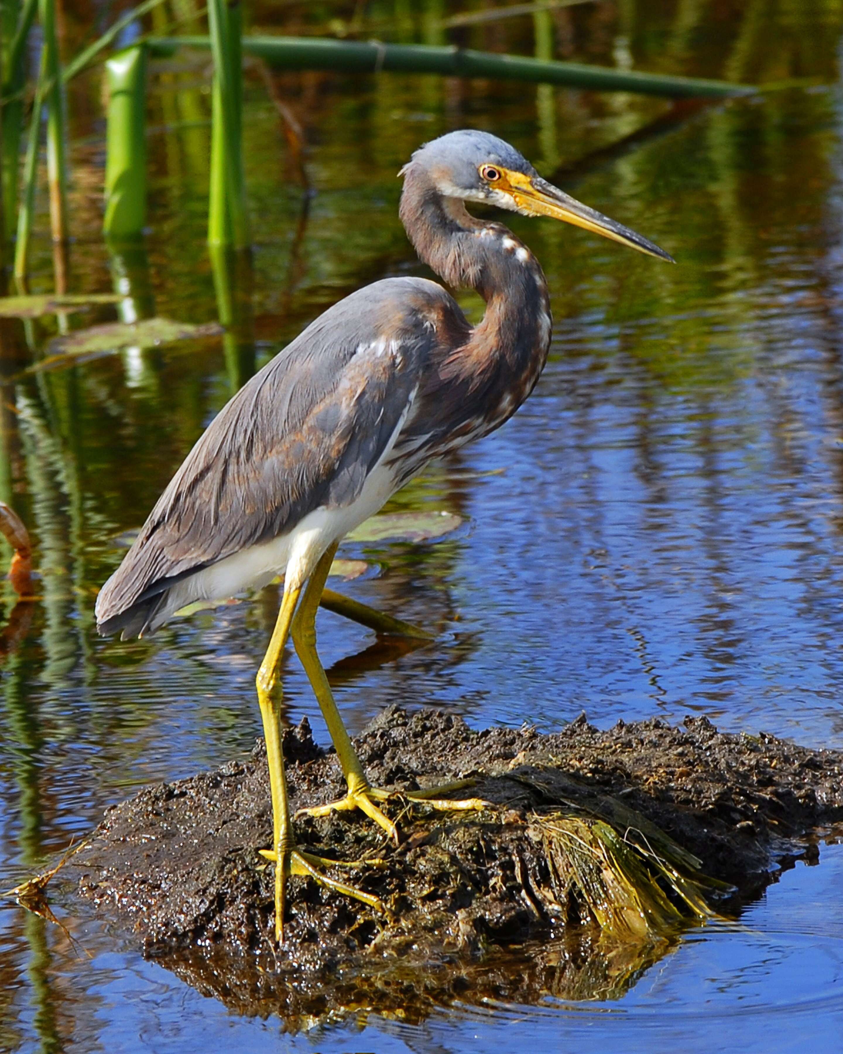 Image of Egretta Forster & T 1817