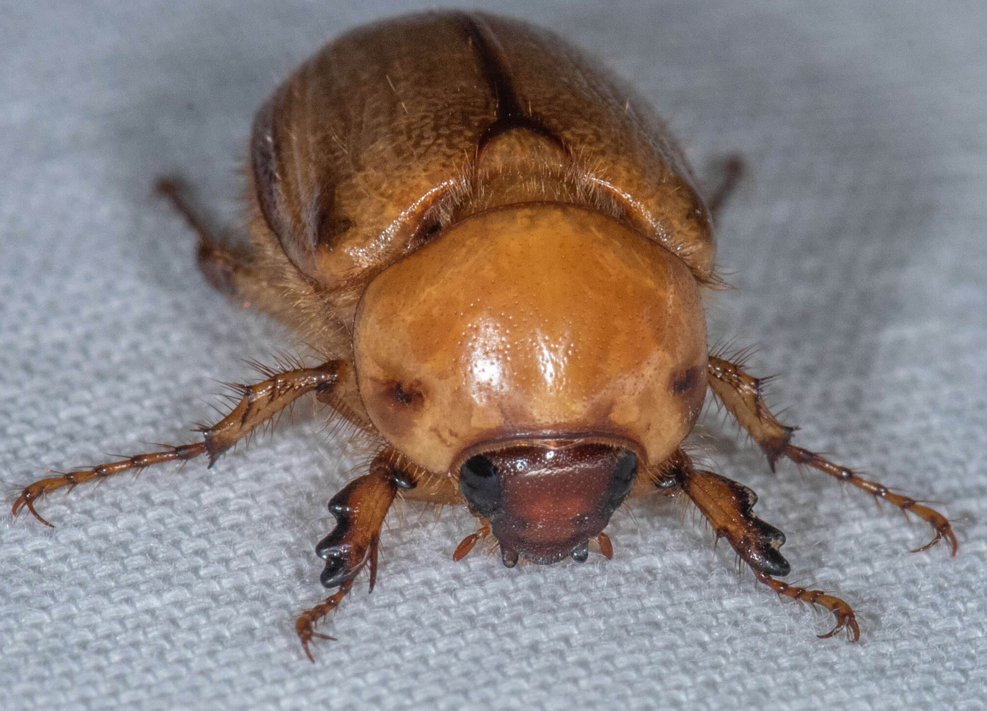 Image of Cyclocephala hirta Le Conte 1861