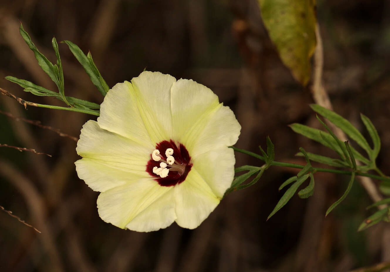 Image of Cienfuegosia digitata Cav.