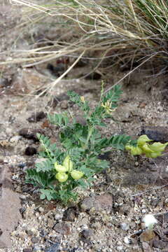 Image of Kennedy's milkvetch