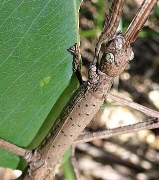 Image of Anchiale austrotessulata Brock & Hasenpusch 2007