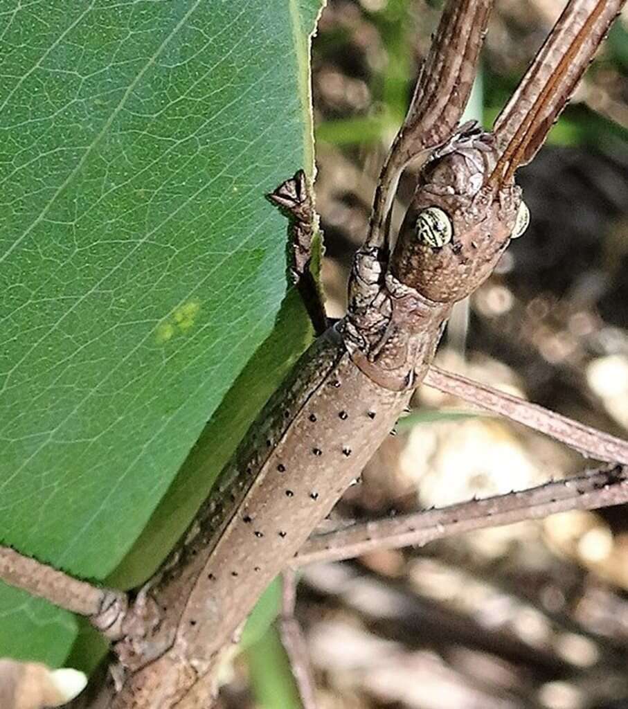 Image of Anchiale austrotessulata Brock & Hasenpusch 2007