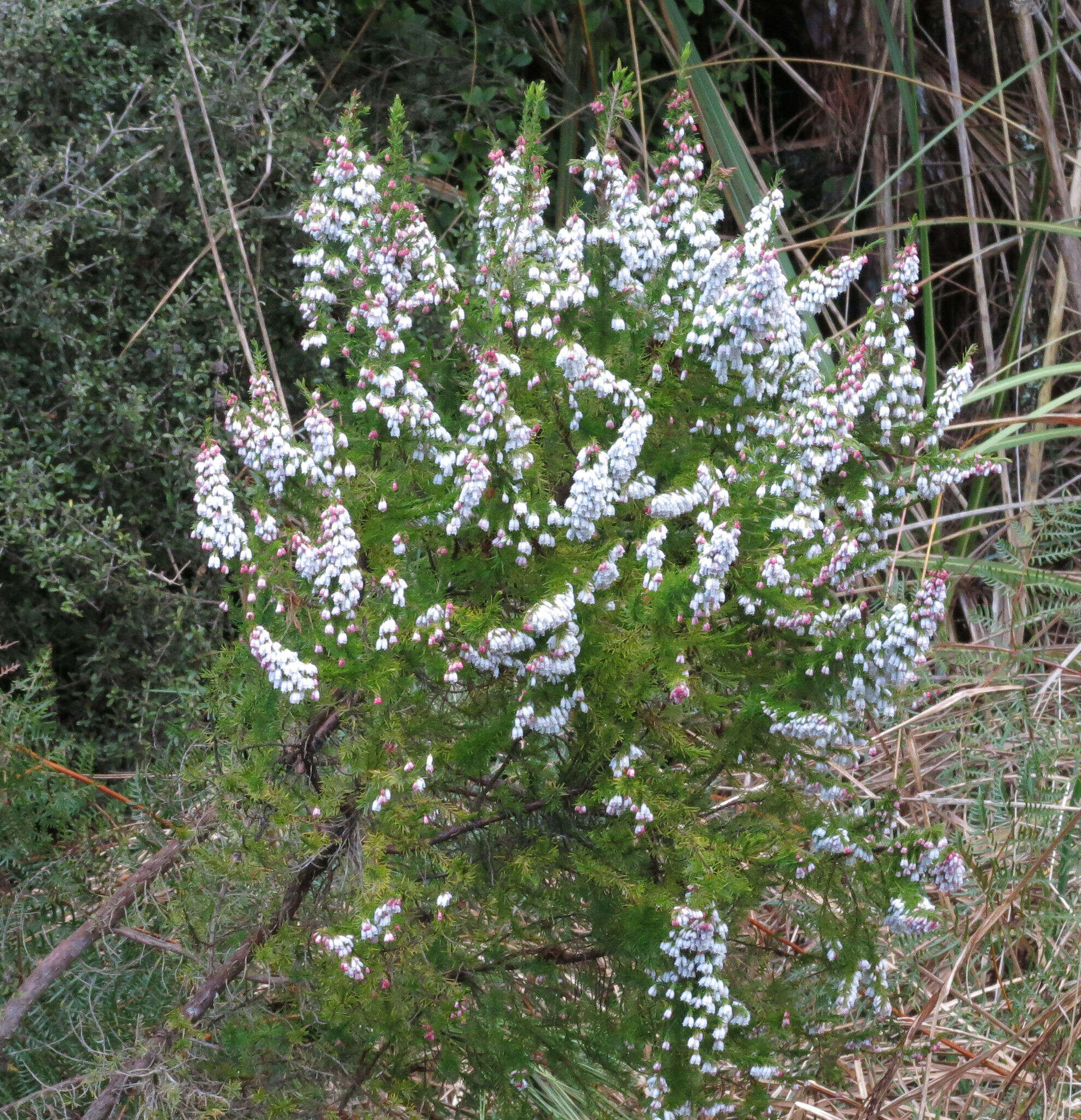 Image of Portuguese Heath