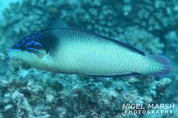 Image of New guinea wrasse