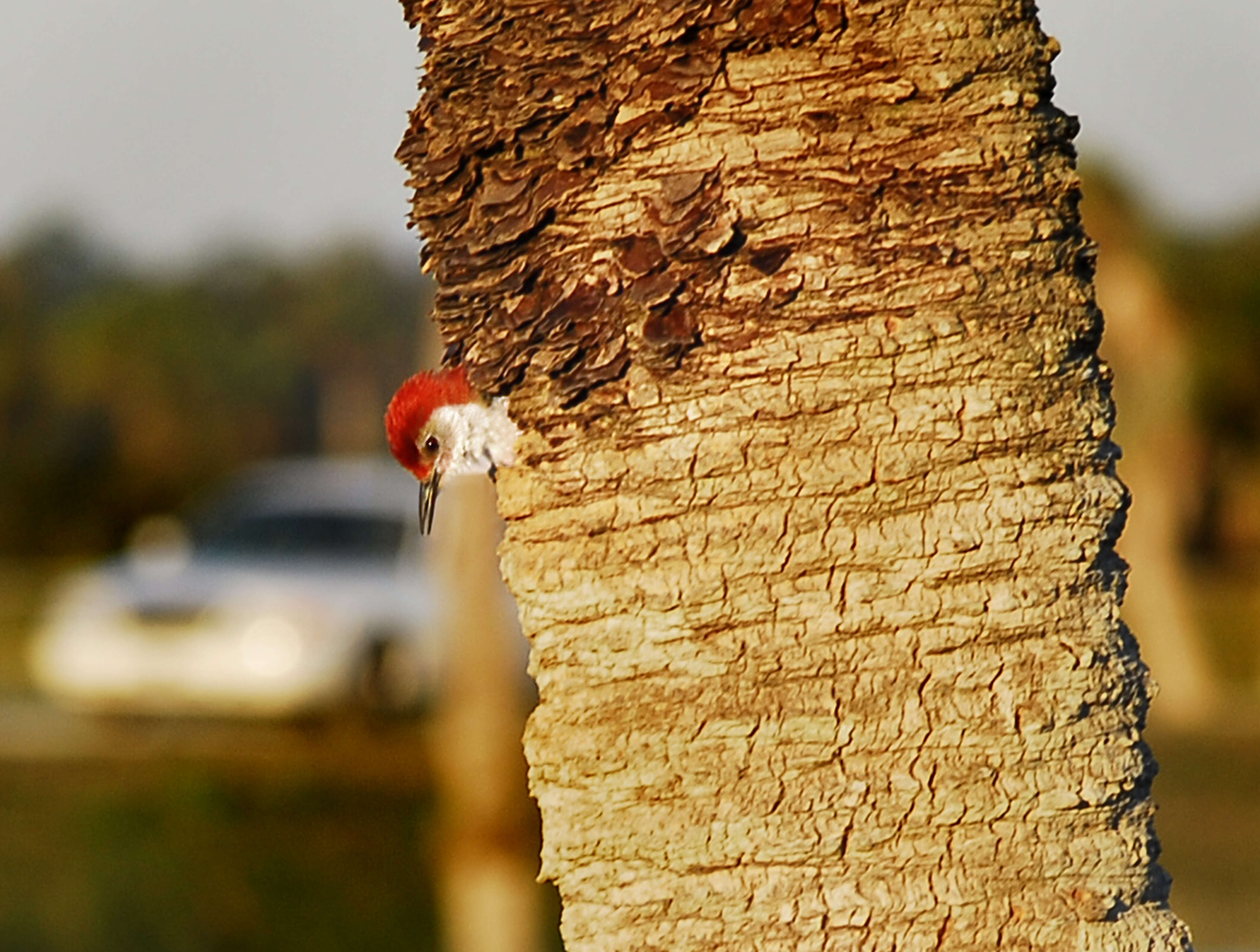 Image of Red-bellied Woodpecker