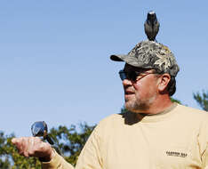 Image of Florida Jay