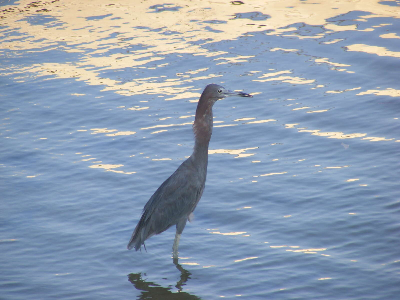 Слика од Egretta caerulea (Linnaeus 1758)