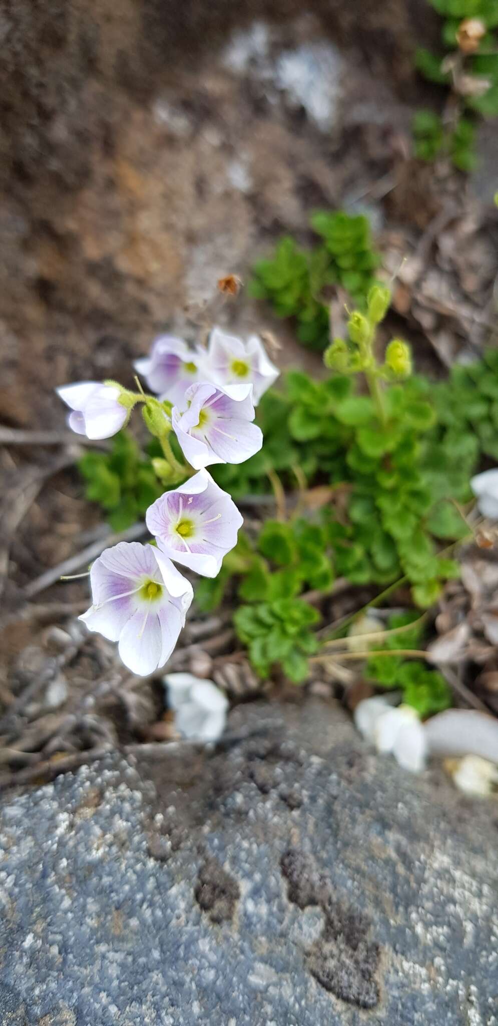 Image de Veronica hookeriana Walp.