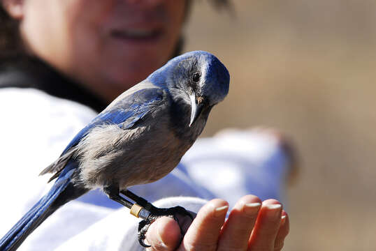 Image of Florida Jay