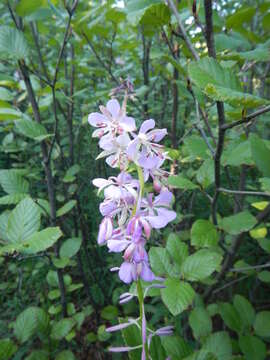 Image of mountain alder