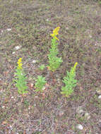 Image of shorthair goldenrod