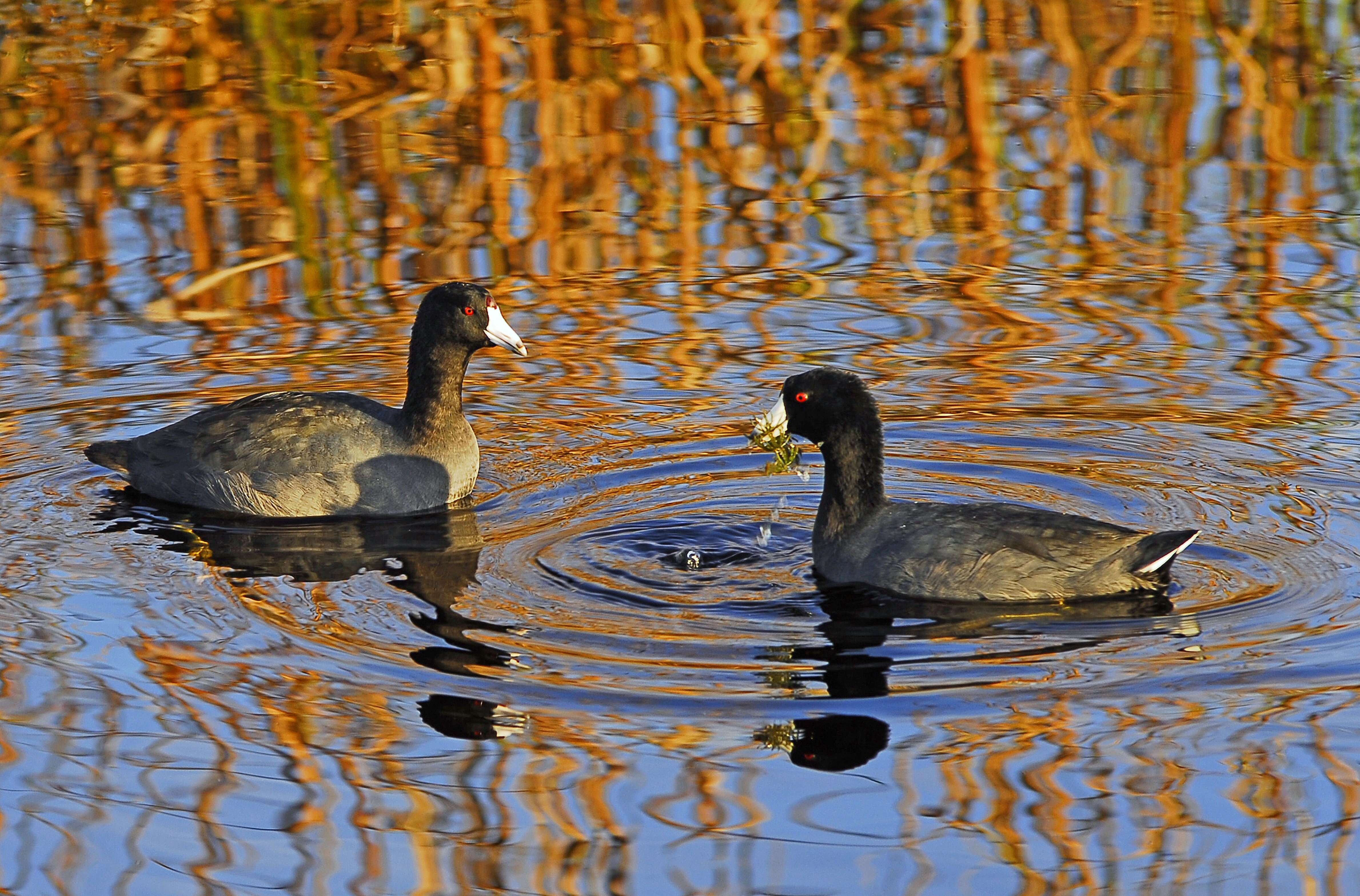 Image of Fulica Linnaeus 1758