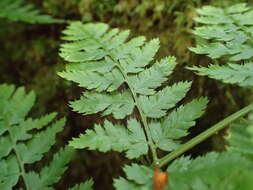 Imagem de Dryopteris aemula (Ait.) O. Kuntze