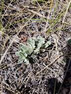 Imagem de Antennaria parvifolia Nutt.