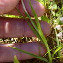 Image de Moraea ciliata subsp. ciliata