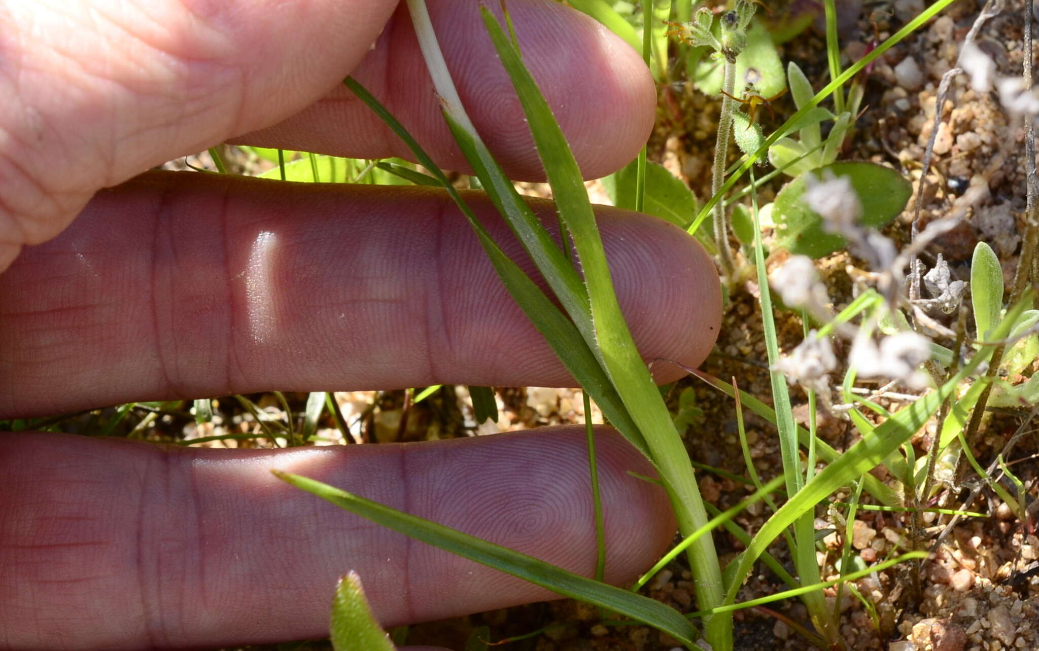 Image of Moraea ciliata subsp. ciliata