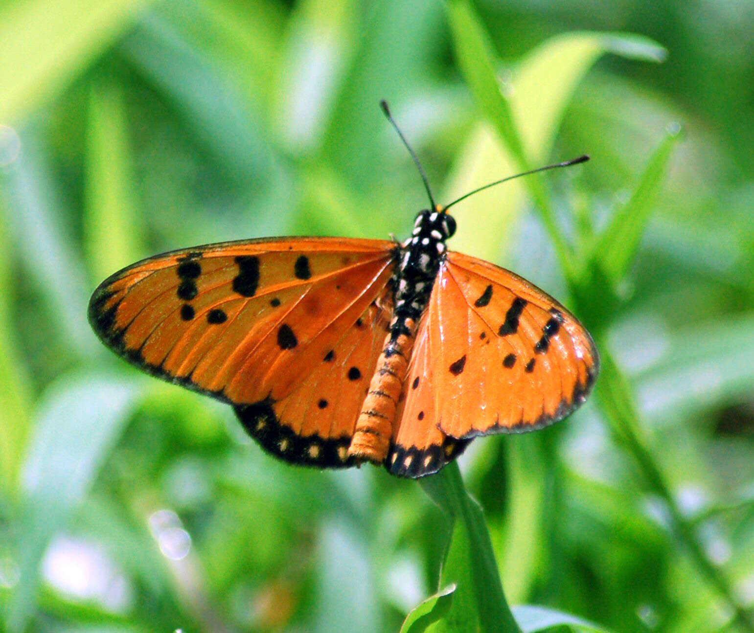 Image of Acraea terpsicore