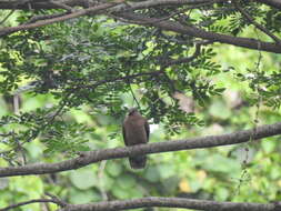 Image of brown dove