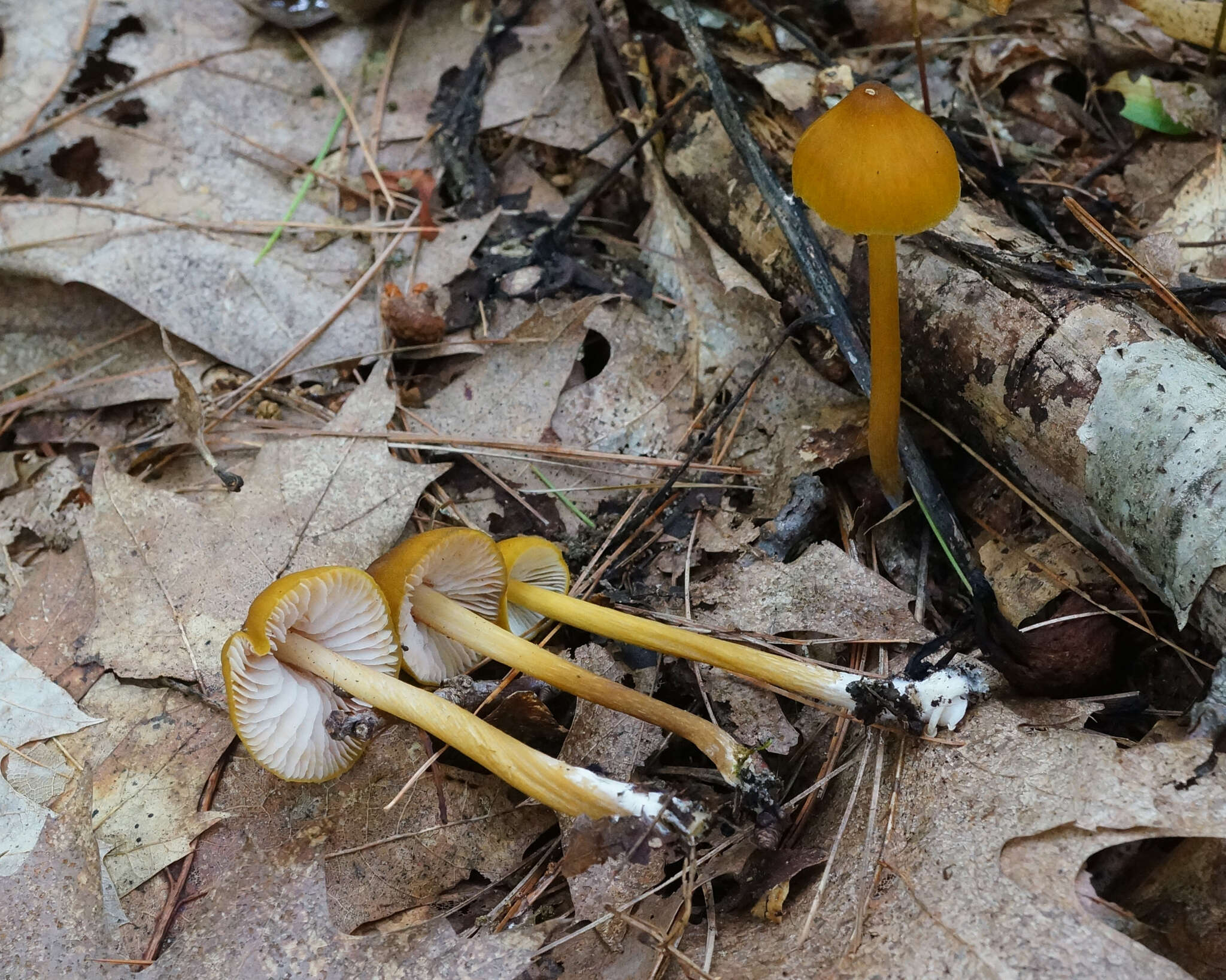 Image of Entoloma luteum Peck 1902