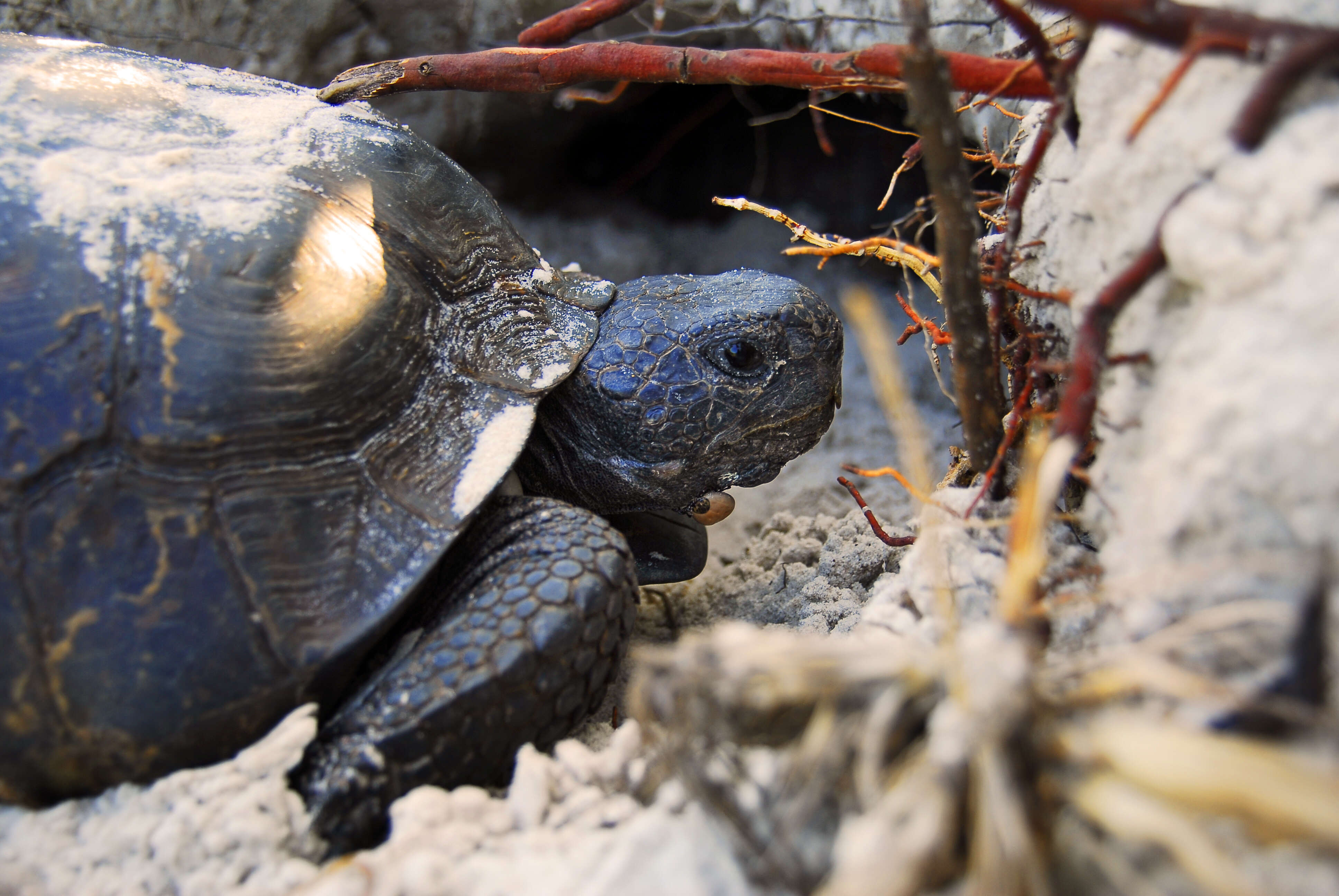 Image of (Florida) Gopher Tortoise