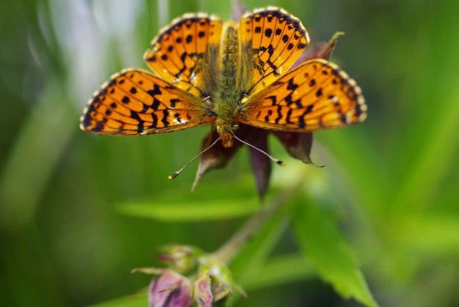 Image of cranberry fritillary