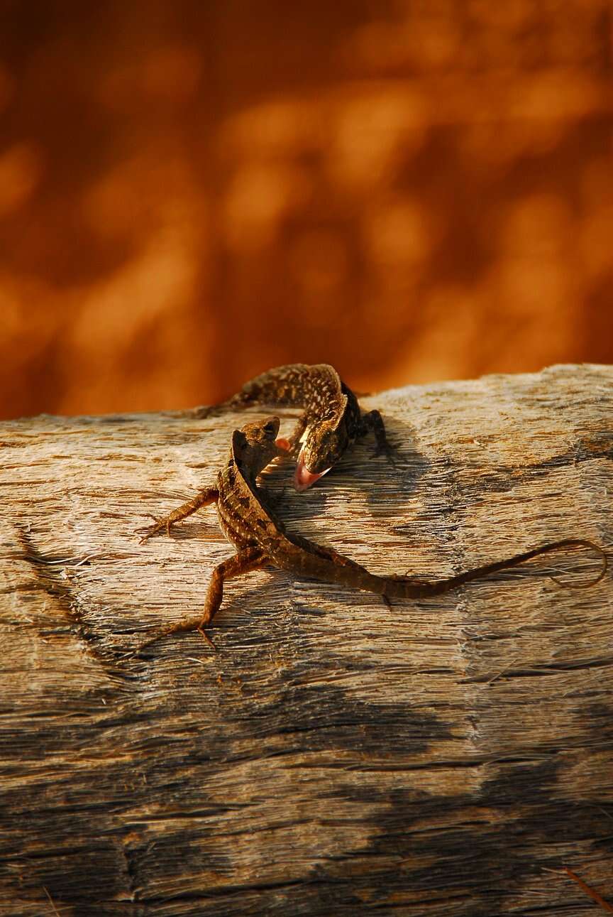 Image of Bahaman brown anole