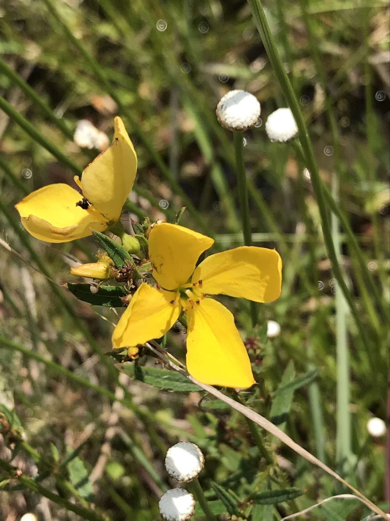 Imagem de Rhexia lutea Walt.