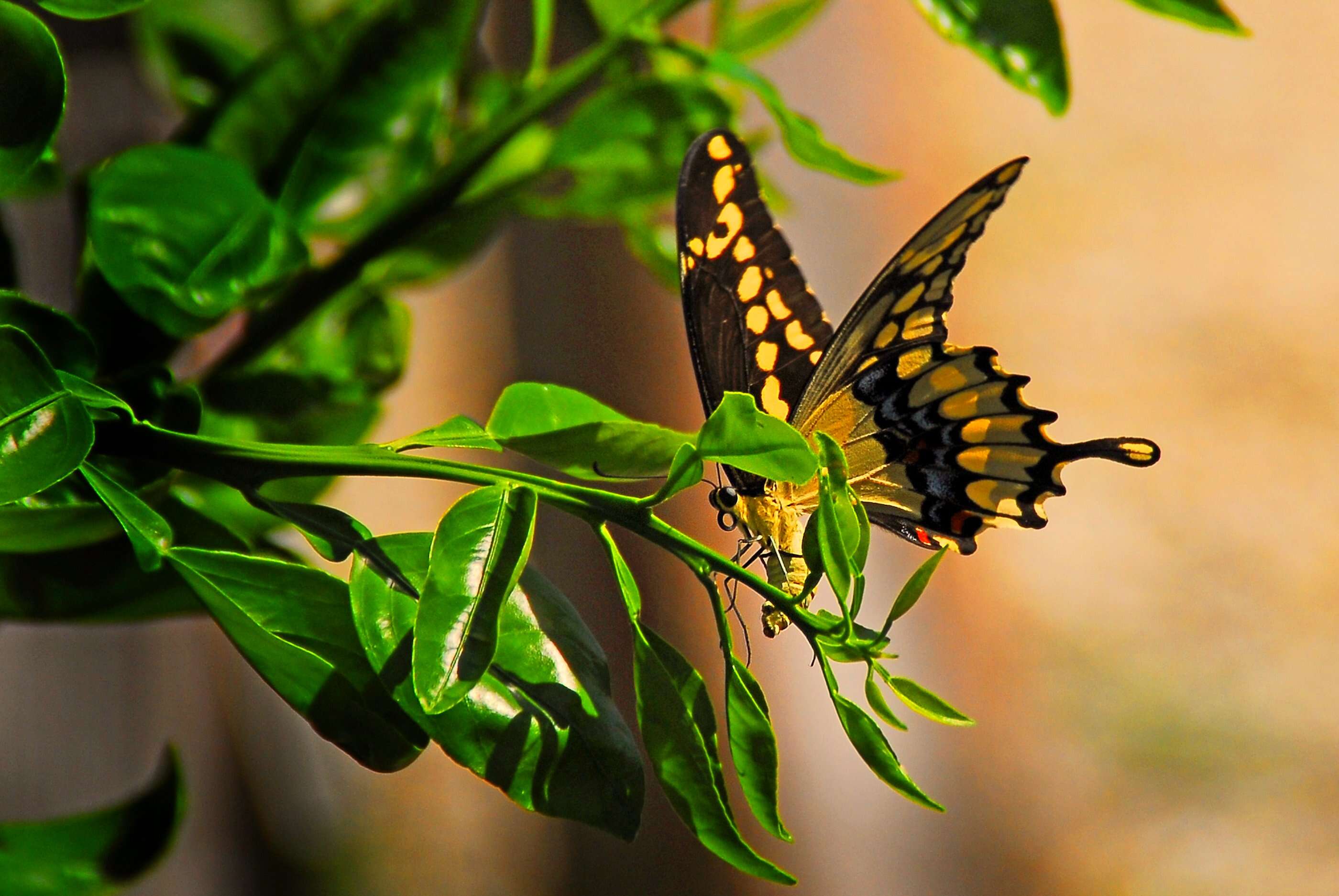 Image of Eastern Giant Swallowtail