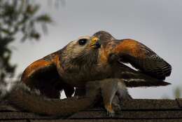 Image of Red-shouldered Hawk