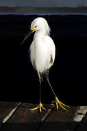 Image de Aigrette neigeuse