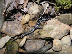 Plancia ëd Plethodon fourchensis Duncan & Highton 1979