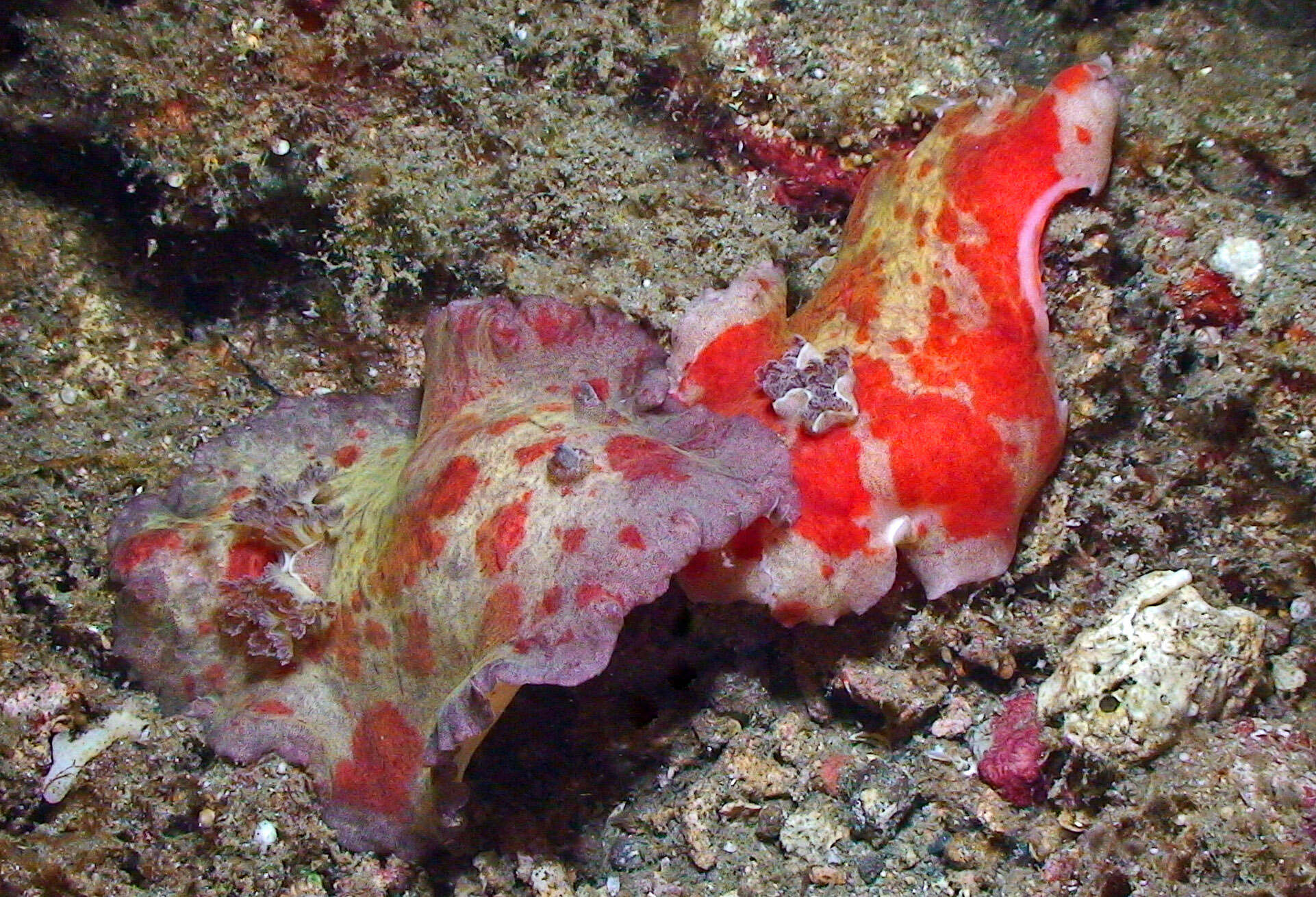 Image of Platydoris cinereobranchiata Dorgan, Valdés & Gosliner 2002