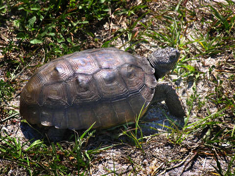 Image of (Florida) Gopher Tortoise