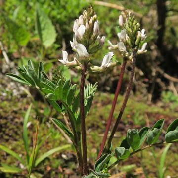 Astragalus robbinsii var. minor (Hook.) Barneby的圖片