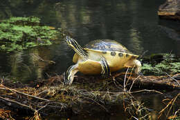 Image of Peninsula Cooter