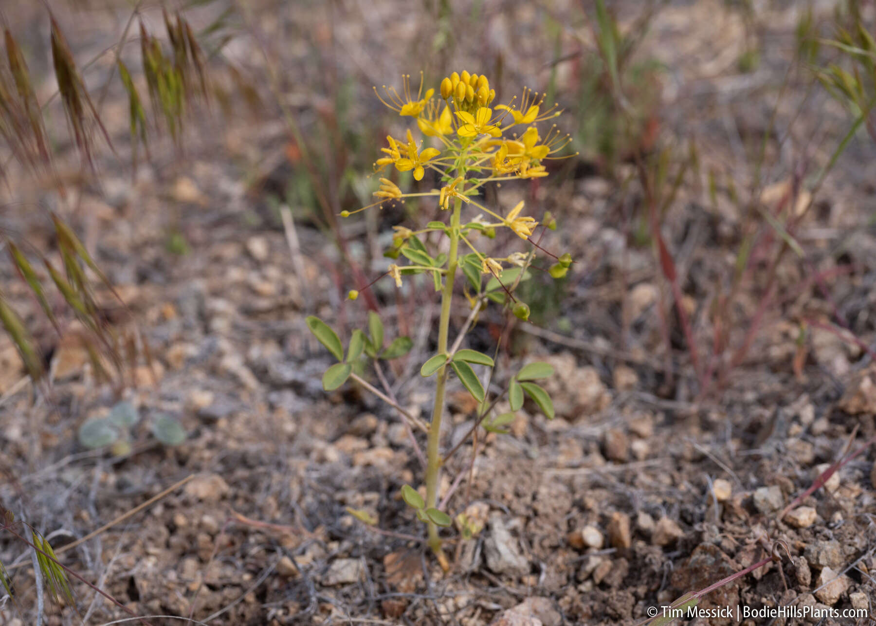 Image of Hillman's stinkweed