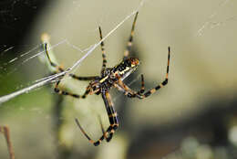 Image of Black-and-Yellow Argiope