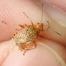 Image of Scentless plant bug