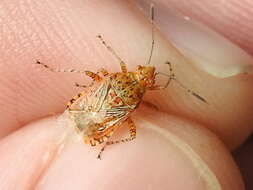 Image of Scentless plant bug