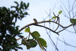 Image of Bornean Brown Barbet