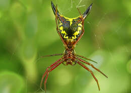 Image of Arrowshaped Micrathena