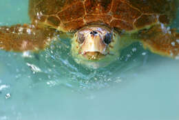 Image of Caretta