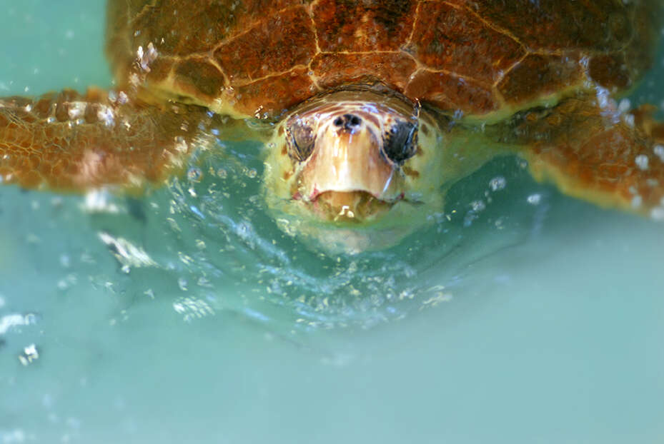 Image of Caretta